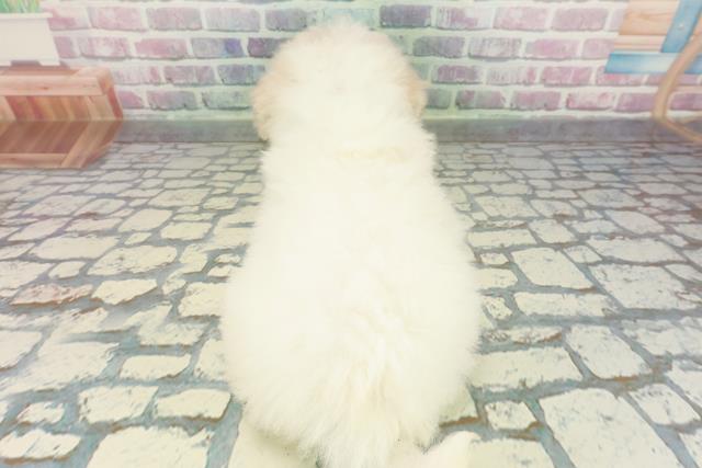 栃木県のビションフリーゼ (Coo&RIKU足利店/2025年12月29日生まれ/男の子/ホワイト)の子犬の4枚目の画像