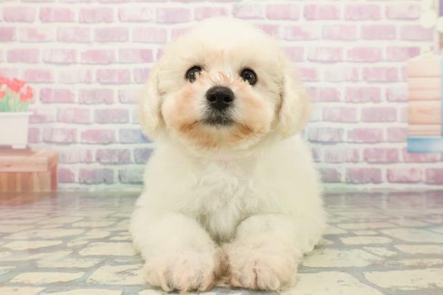 ビション・フリーゼ