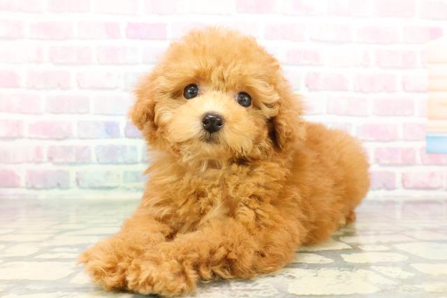 東京都のトイプードル(トイ) (Coo&RIKU中野サンモール店/2025年12月21日生まれ/女の子/レッド)の子犬の2枚目の画像