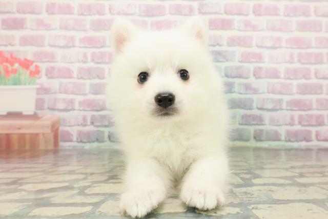 東京都の日本スピッツ (Coo&RIKU足立本店/2026年1月4日生まれ/男の子/ホワイト)の子犬の1枚目の画像