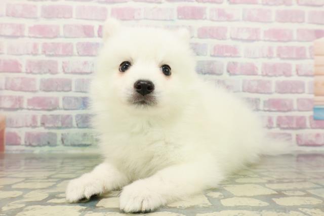 東京都の日本スピッツ (Coo&RIKU足立本店/2026年1月4日生まれ/男の子/ホワイト)の子犬の2枚目の画像