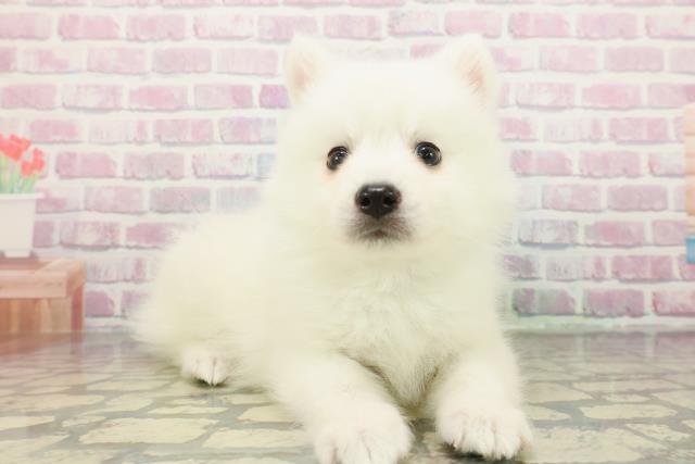 東京都の日本スピッツ (Coo&RIKU足立本店/2026年1月4日生まれ/男の子/ホワイト)の子犬の3枚目の画像