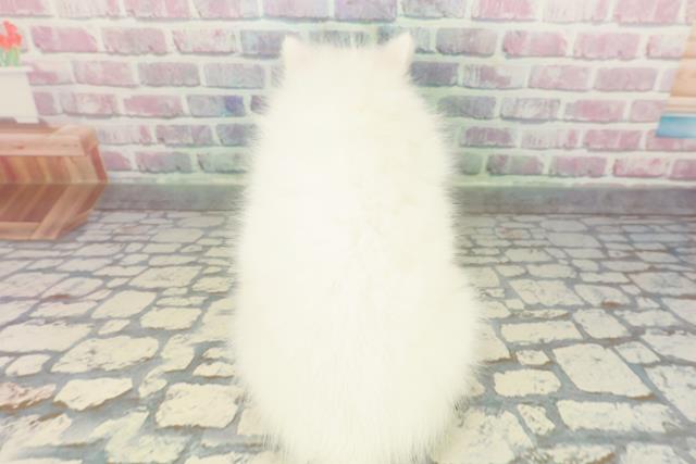 東京都の日本スピッツ (Coo&RIKU足立本店/2026年1月4日生まれ/男の子/ホワイト)の子犬の4枚目の画像