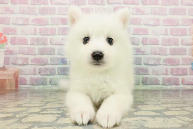 千葉県の日本スピッツ (Coo&RIKUアクロスモール新鎌ケ谷店/2026年1月4日生まれ/男の子/ホワイト)の子犬の1枚目の画像