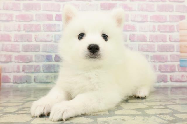 千葉県の日本スピッツ (Coo&RIKUアクロスモール新鎌ケ谷店/2026年1月4日生まれ/男の子/ホワイト)の子犬の2枚目の画像