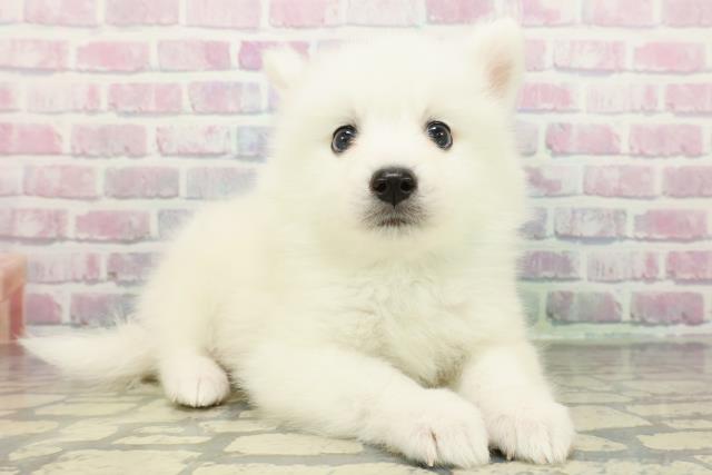 千葉県の日本スピッツ (Coo&RIKUアクロスモール新鎌ケ谷店/2026年1月4日生まれ/男の子/ホワイト)の子犬の3枚目の画像