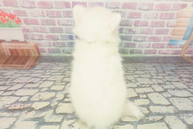 千葉県の日本スピッツ (Coo&RIKUアクロスモール新鎌ケ谷店/2026年1月4日生まれ/男の子/ホワイト)の子犬の4枚目の画像