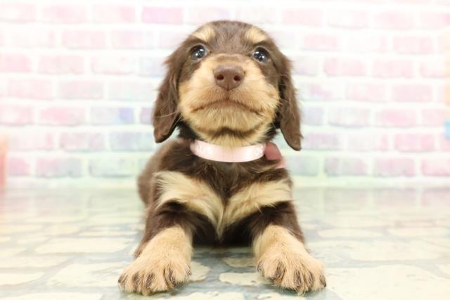 ミニチュア・ダックスフンド