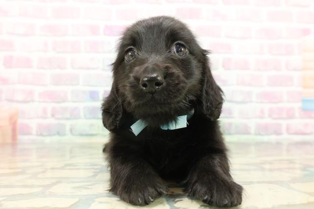 東京都のミニチュアダックスフンド(ロング) (Coo&RIKU浅草店/2026年1月7日生まれ/男の子/ブラックソリッド)の子犬の1枚目の画像