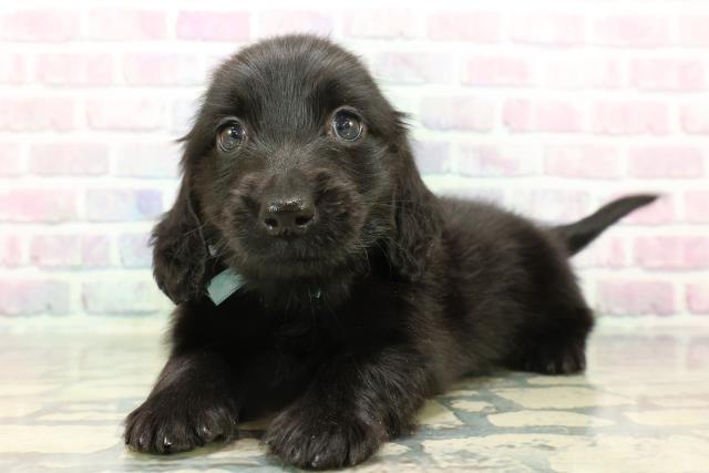 東京都のミニチュアダックスフンド(ロング) (Coo&RIKU浅草店/2026年1月7日生まれ/男の子/ブラックソリッド)の子犬の2枚目の画像