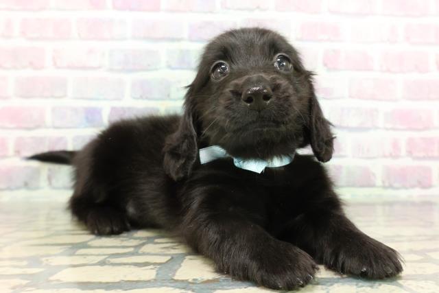 東京都のミニチュアダックスフンド(ロング) (Coo&RIKU浅草店/2026年1月7日生まれ/男の子/ブラックソリッド)の子犬の3枚目の画像