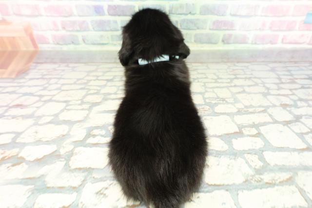 東京都のミニチュアダックスフンド(ロング) (Coo&RIKU浅草店/2026年1月7日生まれ/男の子/ブラックソリッド)の子犬の4枚目の画像