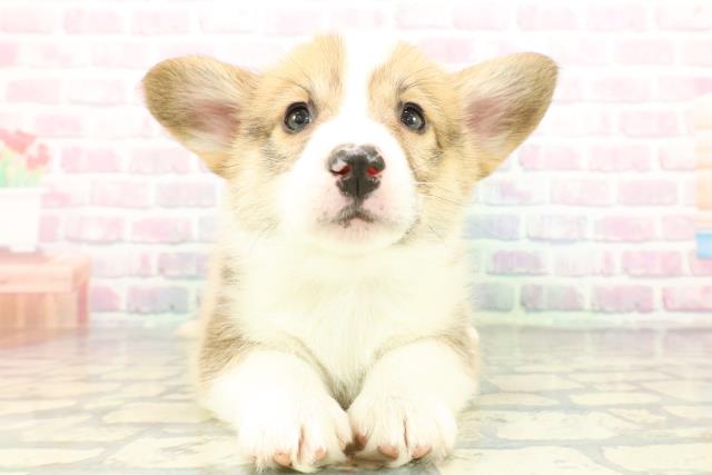 埼玉県のウェルシュコーギーペンブローク (Coo&RIKU熊谷ニットーモール店/2026年1月6日生まれ/男の子/セーブルホワイト)の子犬の1枚目の画像