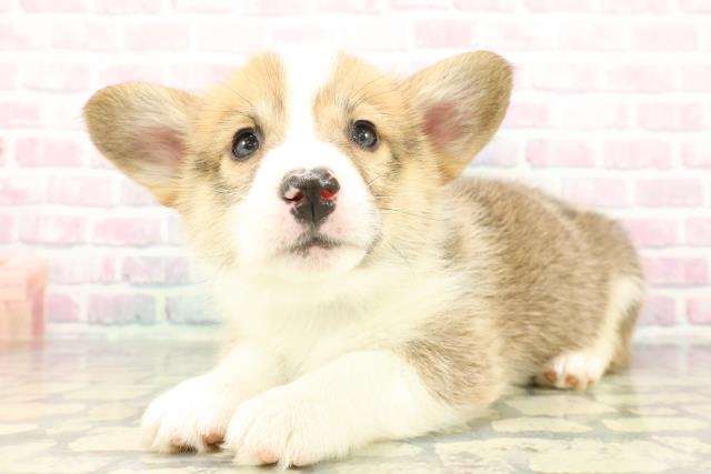 埼玉県のウェルシュコーギーペンブローク (Coo&RIKU熊谷ニットーモール店/2026年1月6日生まれ/男の子/セーブルホワイト)の子犬の2枚目の画像