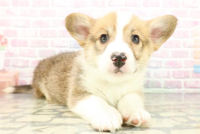 埼玉県のウェルシュコーギーペンブローク (Coo&RIKU熊谷ニットーモール店/2026年1月6日生まれ/男の子/セーブルホワイト)の子犬の3枚目の画像