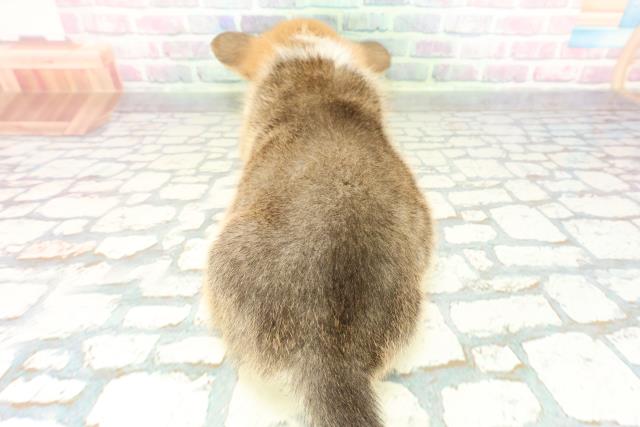 埼玉県のウェルシュコーギーペンブローク (Coo&RIKU熊谷ニットーモール店/2026年1月6日生まれ/男の子/セーブルホワイト)の子犬の4枚目の画像