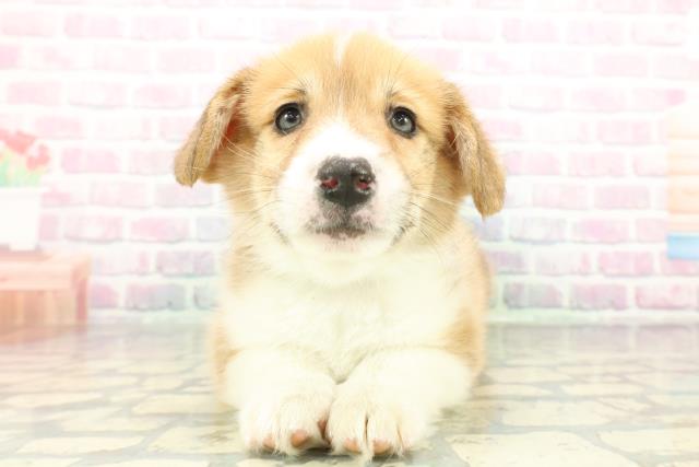 ウェルシュ・コーギー・ペンブローク