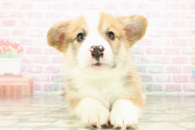 茨城県のウェルシュコーギーペンブローク (Coo&RIKUコメリパワーつくば西店/2026年1月6日生まれ/男の子/セーブルホワイト)の子犬