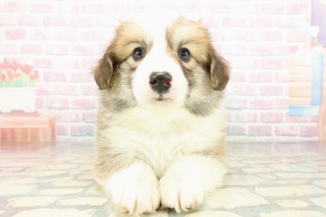 ウェルシュ・コーギー・ペンブローク