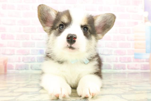 ウェルシュ・コーギー・ペンブローク