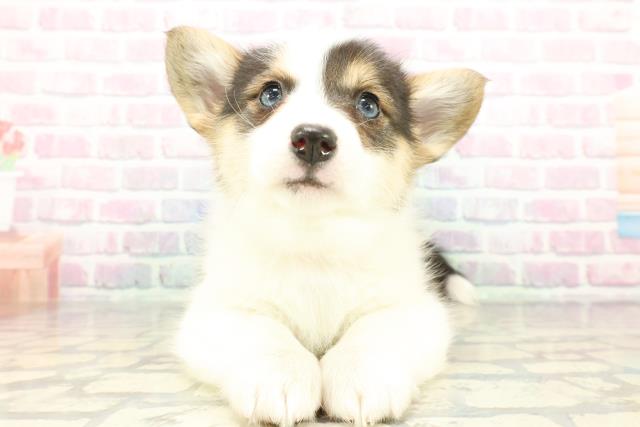 東京都のウェルシュコーギーペンブローク (Coo&RIKU練馬店/2026年1月6日生まれ/女の子/ブラックタンホワイト)の子犬の1枚目の画像