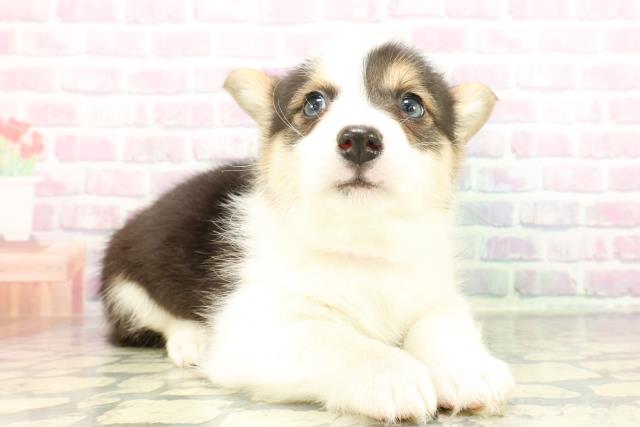 東京都のウェルシュコーギーペンブローク (Coo&RIKU練馬店/2026年1月6日生まれ/女の子/ブラックタンホワイト)の子犬の3枚目の画像