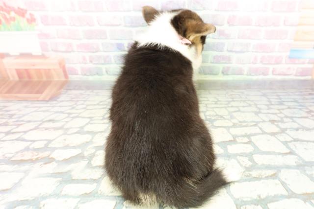 東京都のウェルシュコーギーペンブローク (Coo&RIKU練馬店/2026年1月6日生まれ/女の子/ブラックタンホワイト)の子犬の4枚目の画像