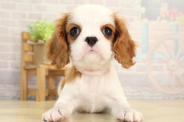 愛知県のキャバリアキングチャールズスパニエル (Coo&RIKU瀬港線守山店/2026年1月5日生まれ/女の子/ブレンハイム)の子犬の1枚目の画像