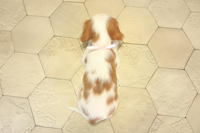 愛知県のキャバリアキングチャールズスパニエル (Coo&RIKU瀬港線守山店/2026年1月5日生まれ/女の子/ブレンハイム)の子犬の4枚目の画像