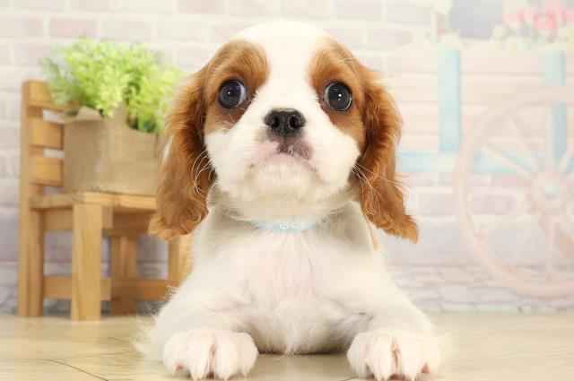 愛知県のキャバリアキングチャールズスパニエル (Coo&RIKU豊橋店/2026年1月5日生まれ/男の子/ブレンハイム)の子犬の1枚目の画像