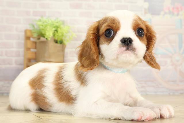 愛知県のキャバリアキングチャールズスパニエル (Coo&RIKU豊橋店/2026年1月5日生まれ/男の子/ブレンハイム)の子犬の2枚目の画像