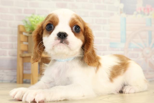 愛知県のキャバリアキングチャールズスパニエル (Coo&RIKU豊橋店/2026年1月5日生まれ/男の子/ブレンハイム)の子犬の3枚目の画像