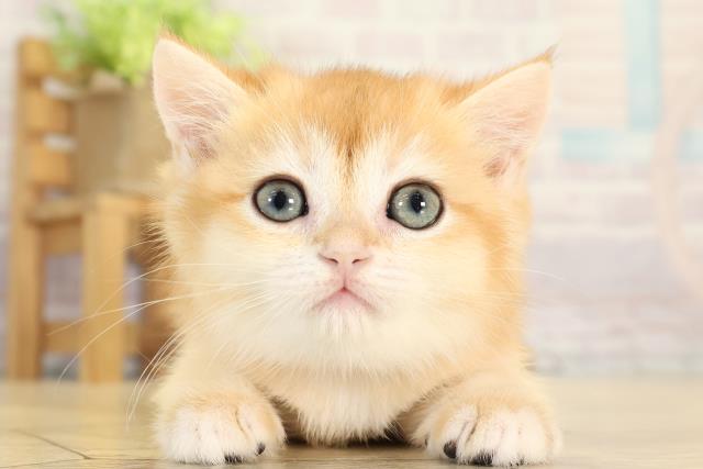 ブリティッシュショートヘアー