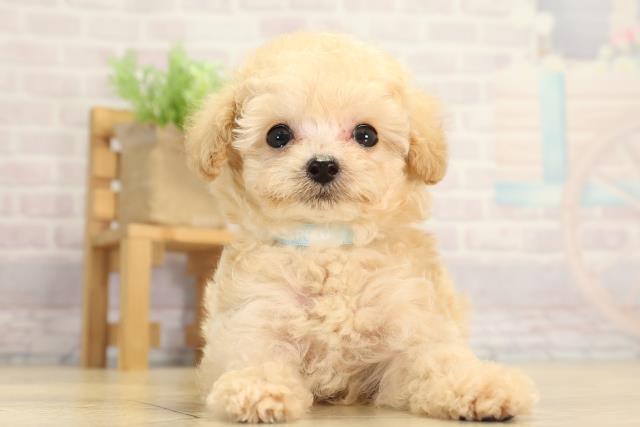 愛知県のトイプードル(ティーカップ) (Coo&RIKU半田店/2026年1月7日生まれ/男の子/ペールフォーン)の子犬の1枚目の画像