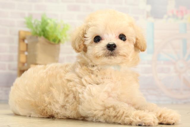 愛知県のトイプードル(ティーカップ) (Coo&RIKU半田店/2026年1月7日生まれ/男の子/ペールフォーン)の子犬の2枚目の画像