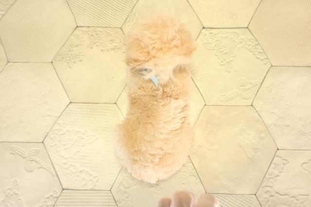 愛知県のトイプードル(ティーカップ) (Coo&RIKU半田店/2026年1月7日生まれ/男の子/ペールフォーン)の子犬の4枚目の画像