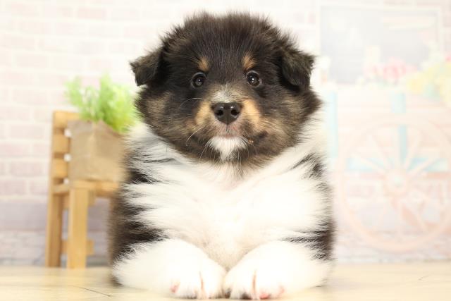 シェットランドシープドッグ