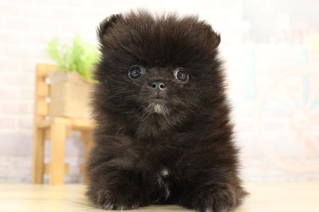愛知県のポメラニアン (Coo&RIKU瀬港線守山店/2026年1月5日生まれ/女の子/ブラック)の子犬の1枚目の画像