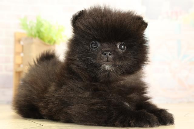 愛知県のポメラニアン (Coo&RIKU瀬港線守山店/2026年1月5日生まれ/女の子/ブラック)の子犬の2枚目の画像