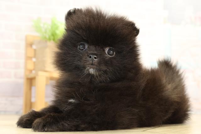 愛知県のポメラニアン (Coo&RIKU瀬港線守山店/2026年1月5日生まれ/女の子/ブラック)の子犬の3枚目の画像