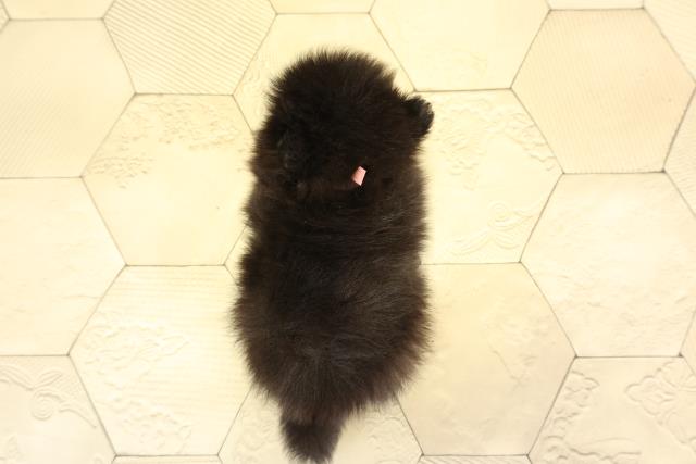 愛知県のポメラニアン (Coo&RIKU瀬港線守山店/2026年1月5日生まれ/女の子/ブラック)の子犬の4枚目の画像