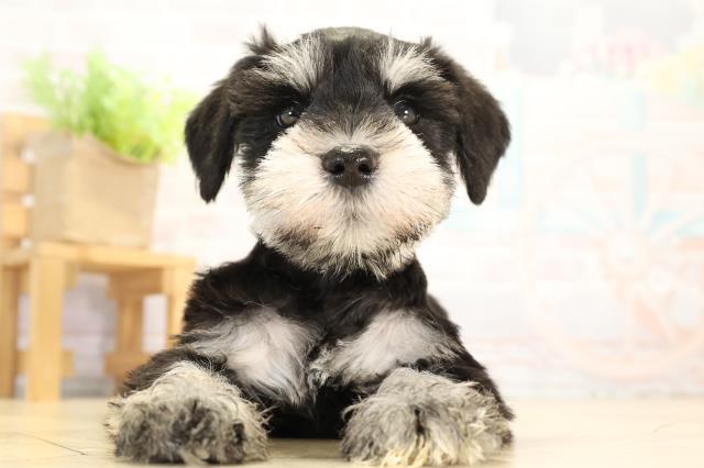 愛知県のミニチュアシュナウザー (Coo&RIKU豊田店/2026年1月7日生まれ/女の子/ブラックシルバー)の子犬の1枚目の画像