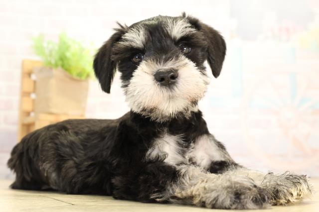 愛知県のミニチュアシュナウザー (Coo&RIKU豊田店/2026年1月7日生まれ/女の子/ブラックシルバー)の子犬の2枚目の画像