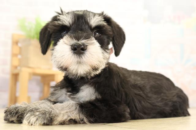 愛知県のミニチュアシュナウザー (Coo&RIKU豊田店/2026年1月7日生まれ/女の子/ブラックシルバー)の子犬の3枚目の画像