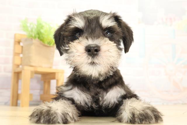 愛知県のミニチュアシュナウザー (Coo&RIKU岡崎店/2026年1月7日生まれ/男の子/ブラックシルバー)の子犬の1枚目の画像