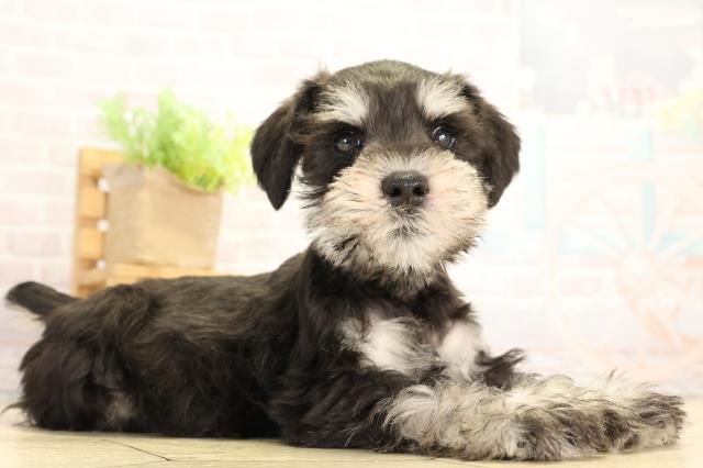 愛知県のミニチュアシュナウザー (Coo&RIKU岡崎店/2026年1月7日生まれ/男の子/ブラックシルバー)の子犬の2枚目の画像