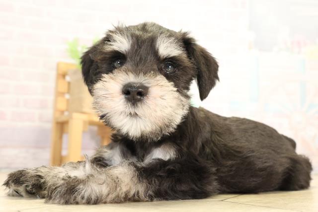 愛知県のミニチュアシュナウザー (Coo&RIKU岡崎店/2026年1月7日生まれ/男の子/ブラックシルバー)の子犬の3枚目の画像