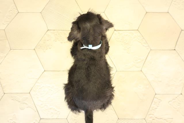 愛知県のミニチュアシュナウザー (Coo&RIKU岡崎店/2026年1月7日生まれ/男の子/ブラックシルバー)の子犬の4枚目の画像