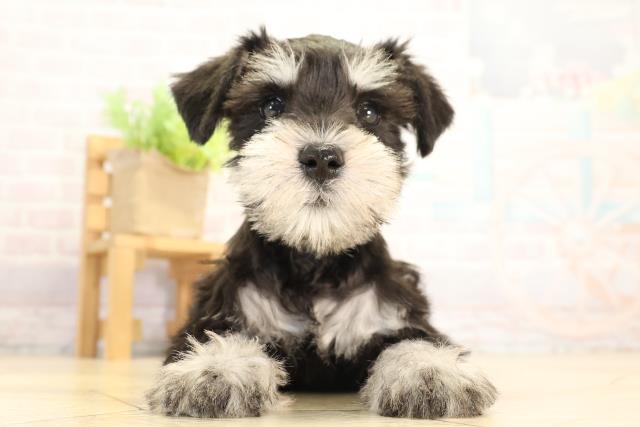 愛知県のミニチュアシュナウザー (Coo&RIKU半田店/2026年1月7日生まれ/男の子/ブラックシルバー)の子犬の1枚目の画像