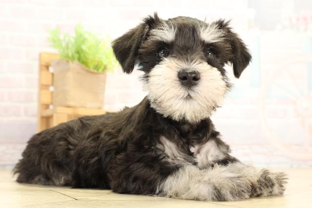 愛知県のミニチュアシュナウザー (Coo&RIKU半田店/2026年1月7日生まれ/男の子/ブラックシルバー)の子犬の2枚目の画像